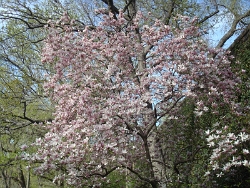 2011 Spring Scenery Walk - Riverside Park 06